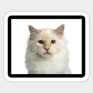 Cat Sticker